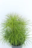 sosnica-japonska-sciadopitys-verticillata-rodzaj-rosliny-inny-producent-inna