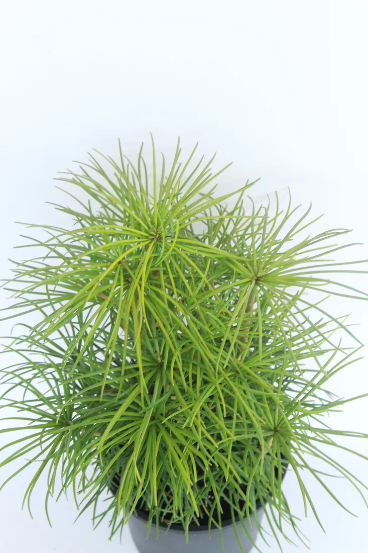 sosnica-japonska-sciadopitys-verticillata-rodzaj-rosliny-inny