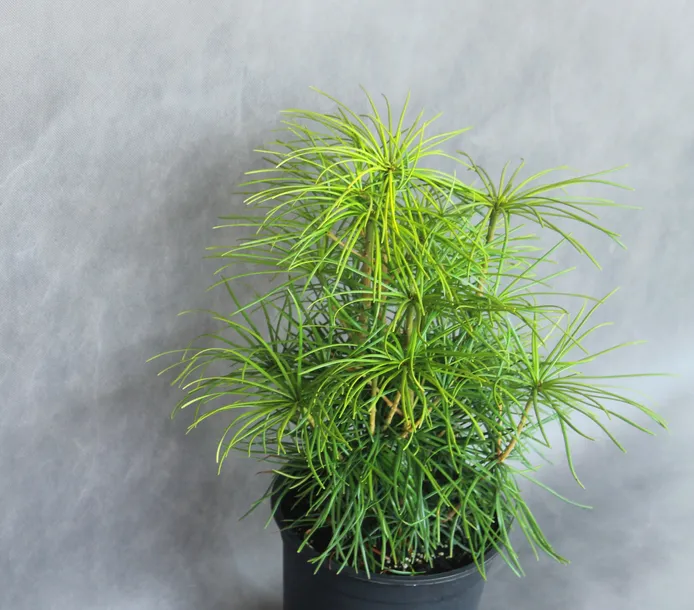 sosnica-japonska-sciadopitys-verticillata-rodzaj-rosliny-inny-nazwa-lacinska-sciadopitys-verticillata