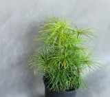 sosnica-japonska-sciadopitys-verticillata-rodzaj-rosliny-inny-nazwa-lacinska-sciadopitys-verticillata