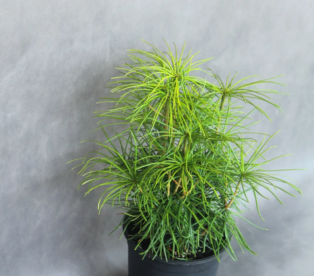 sosnica-japonska-sciadopitys-verticillata