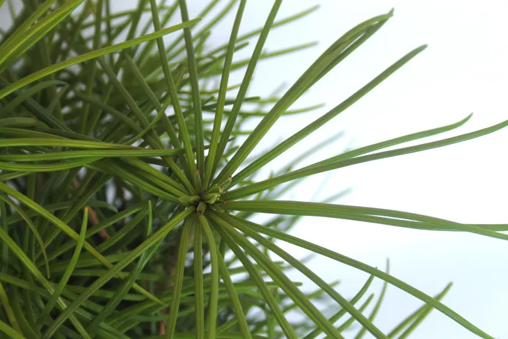 sosnica-japonska-sciadopitys-verticillata-rodzaj-rosliny-inny-produkt-wprowadzony-do-obrotu-na-terenie-ue-przed-13-12-2024-tak