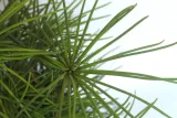 sosnica-japonska-sciadopitys-verticillata-rodzaj-rosliny-inny-produkt-wprowadzony-do-obrotu-na-terenie-ue-przed-13-12-2024-tak