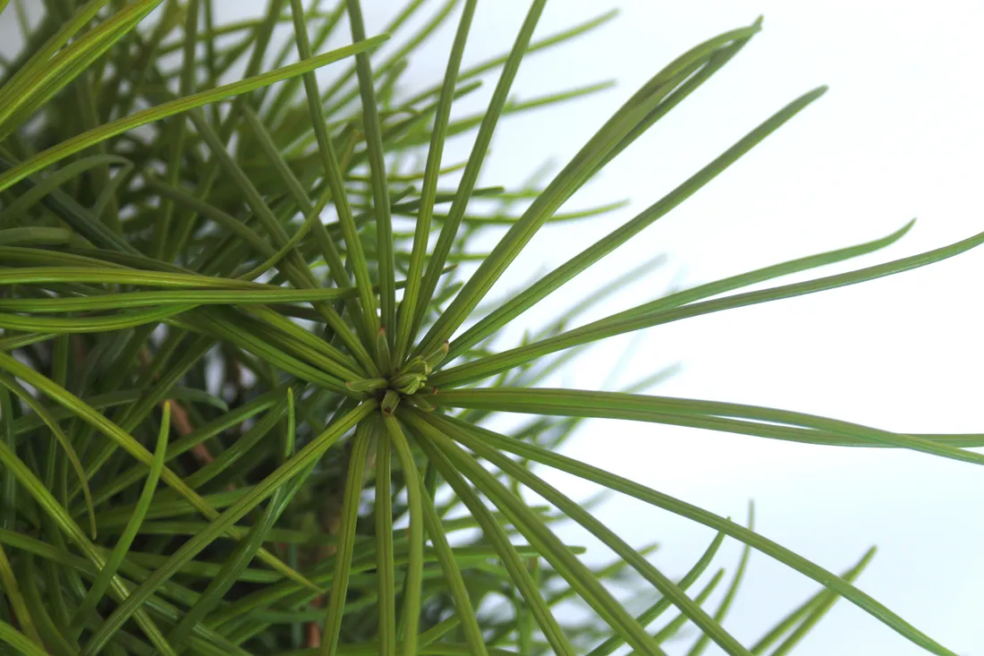 sosnica-japonska-sciadopitys-verticillata-rodzaj-rosliny-inny