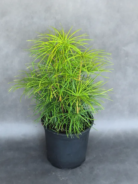 sosnica-japonska-sciadopitys-verticillata-kod-produktu-5907803496366-rodzaj-rosliny-inny