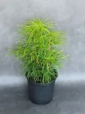 sosnica-japonska-sciadopitys-verticillata-kod-produktu-5907803496366-rodzaj-rosliny-inny