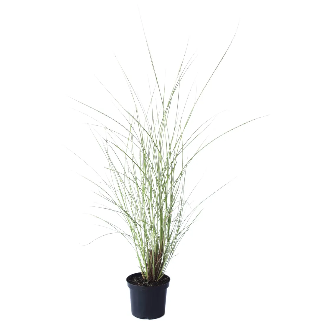 miskant-chinski-gracillimus-miscanthus-sinensis-gracillimus