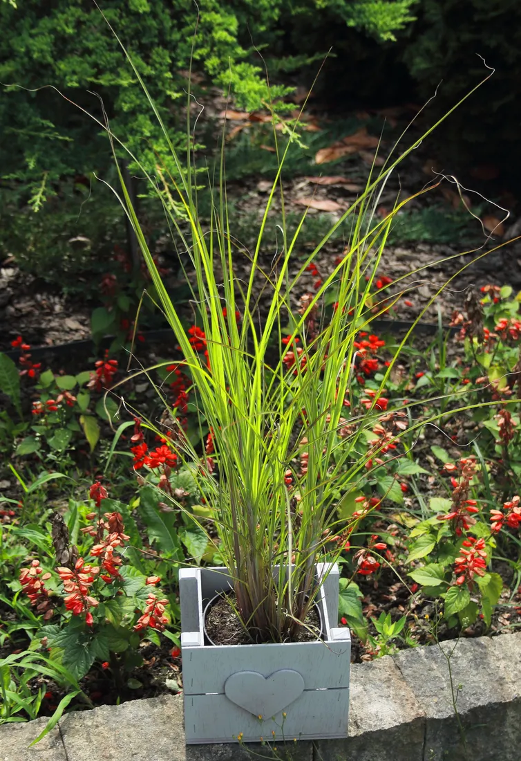 miskant-chinski-gracillimus-miscanthus-sinensis-gracillimus-rodzaj-rosliny-inny