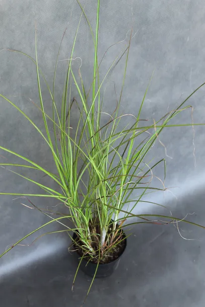 miskant-chinski-gracillimus-miscanthus-sinensis-gracillimus-kod-produktu-5907803494102