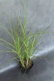 miskant-chinski-gracillimus-miscanthus-sinensis-gracillimus-kod-produktu-5907803494102