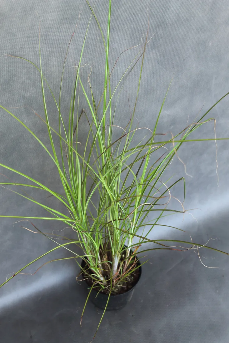 miskant-chinski-gracillimus-miscanthus-sinensis-gracillimus