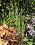 miskant-chinski-gracillimus-miscanthus-sinensis-gracillimus-stan-nowy
