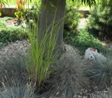 miskant-chinski-gracillimus-miscanthus-sinensis-gracillimus-kod-producenta-pl-24-03-135