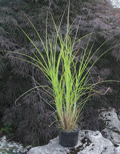 miskant-chinski-gracillimus-miscanthus-sinensis-gracillimus-producent-inna