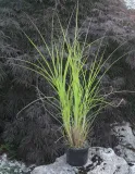 miskant-chinski-gracillimus-miscanthus-sinensis-gracillimus-producent-inna