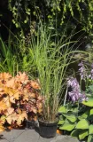 miskant-chinski-gracillimus-miscanthus-sinensis-gracillimus-nazwa-lacinska-miscanthus-sinensis