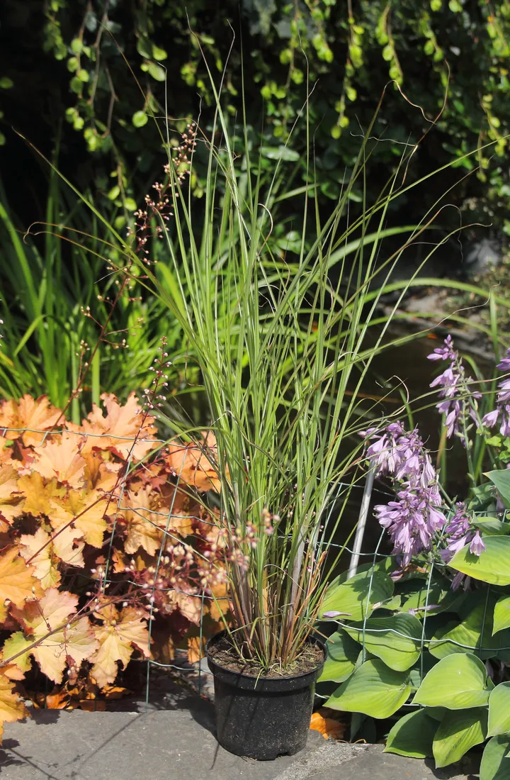 miskant-chinski-gracillimus-miscanthus-sinensis-gracillimus-rodzaj-rosliny-inny