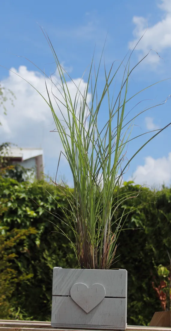 miskant-chinski-gracillimus-miscanthus-sinensis-gracillimus-rodzaj-rosliny-inny