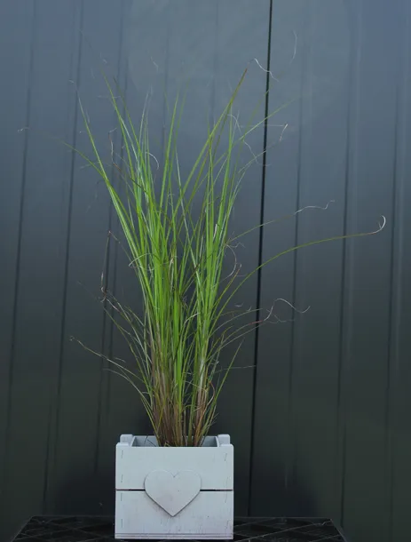 miskant-chinski-gracillimus-miscanthus-sinensis-gracillimus-rodzaj-rosliny-inny-kod-produktu-5907803494102