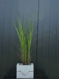 miskant-chinski-gracillimus-miscanthus-sinensis-gracillimus-rodzaj-rosliny-inny-kod-produktu-5907803494102