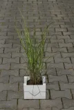 miskant-chinski-gracillimus-miscanthus-sinensis-gracillimus-rodzaj-rosliny-inny-stan-nowy
