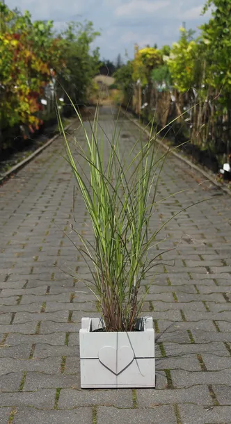 miskant-chinski-gracillimus-miscanthus-sinensis-gracillimus-rodzaj-rosliny-inny-kod-producenta-pl-24-03-135