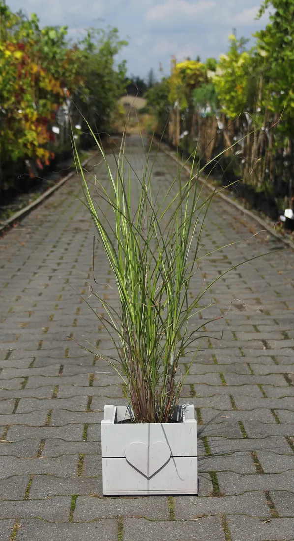 miskant-chinski-gracillimus-miscanthus-sinensis-gracillimus-rodzaj-rosliny-inny