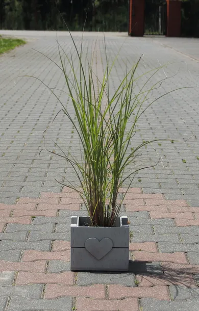 miskant-chinski-gracillimus-miscanthus-sinensis-gracillimus-rodzaj-rosliny-inny-producent-inna