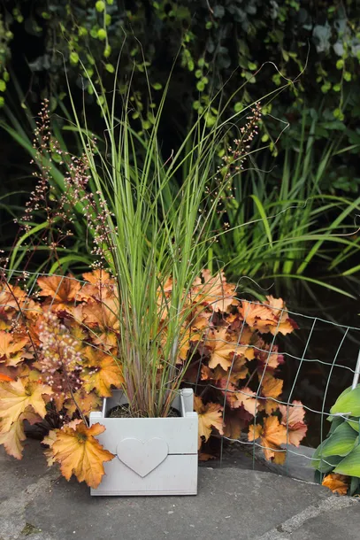 miskant-chinski-gracillimus-miscanthus-sinensis-gracillimus-rodzaj-rosliny-inny-nazwa-lacinska-miscanthus-sinensis