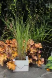 miskant-chinski-gracillimus-miscanthus-sinensis-gracillimus-rodzaj-rosliny-inny-nazwa-lacinska-miscanthus-sinensis
