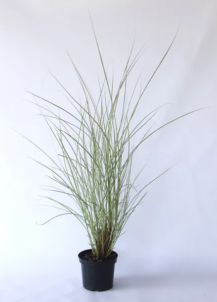 miskant-chinski-gracillimus-miscanthus-sinensis-gracillimus-rodzaj-rosliny-inny-produkt-wprowadzony-do-obrotu-na-terenie-ue-przed-13-12-2024-tak