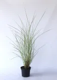 miskant-chinski-gracillimus-miscanthus-sinensis-gracillimus-rodzaj-rosliny-inny-produkt-wprowadzony-do-obrotu-na-terenie-ue-przed-13-12-2024-tak
