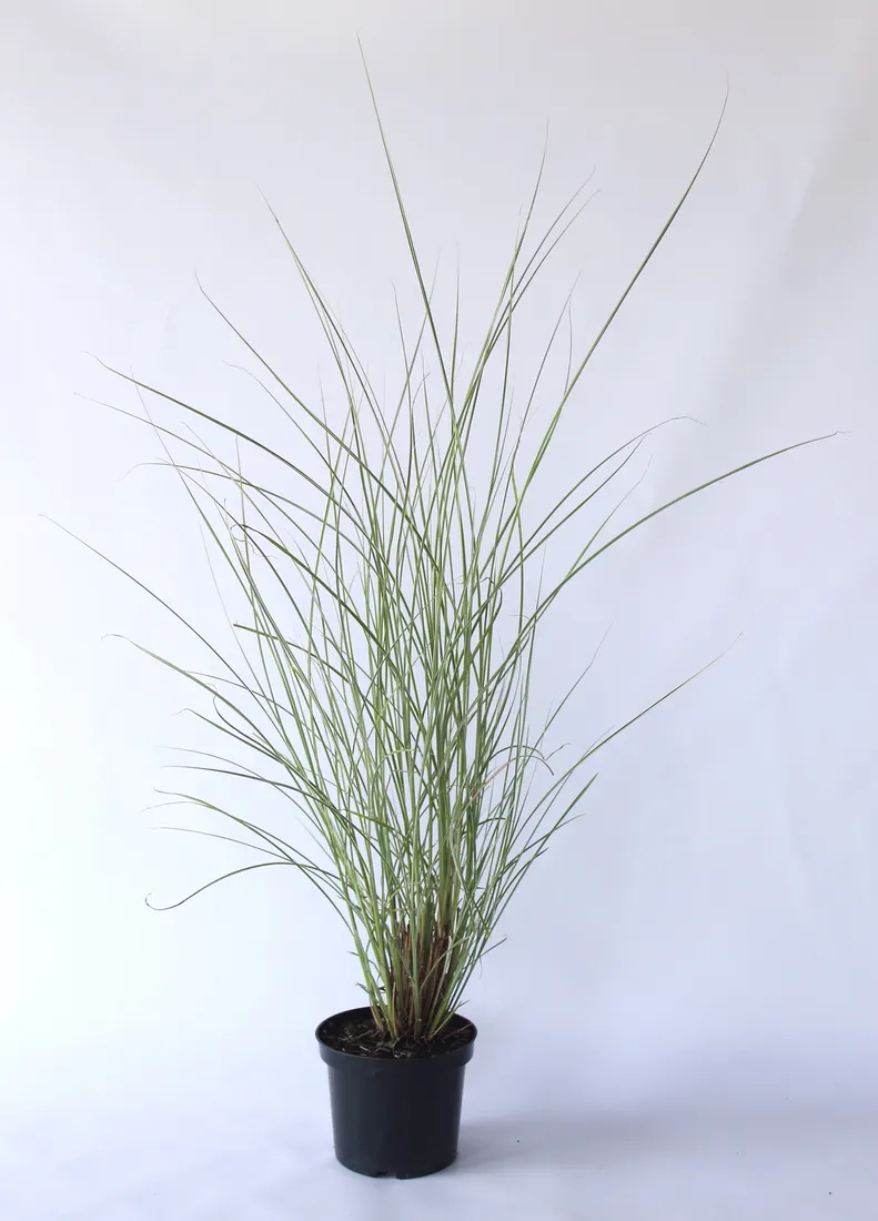 miskant-chinski-gracillimus-miscanthus-sinensis-gracillimus