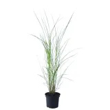 miskant-chinski-morning-light-miscanthus-sinensis-morning-light
