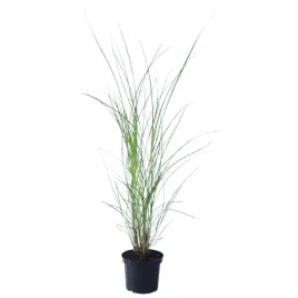 miskant-chinski-morning-light-miscanthus-sinensis-morning-light