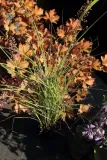 miskant-chinski-morning-light-miscanthus-sinensis-morning-light-rodzaj-rosliny-inny