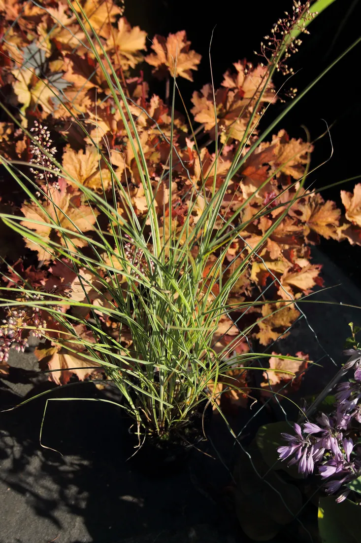 miskant-chinski-morning-light-miscanthus-sinensis-morning-light-rodzaj-rosliny-inny