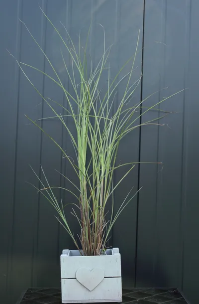 miskant-chinski-morning-light-miscanthus-sinensis-morning-light-stan-nowy