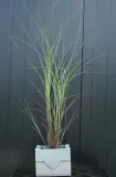 miskant-chinski-morning-light-miscanthus-sinensis-morning-light-stan-nowy