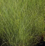 miskant-chinski-morning-light-miscanthus-sinensis-morning-light-kod-producenta-pl-24-03-135