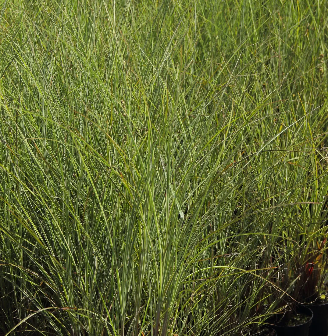 miskant-chinski-morning-light-miscanthus-sinensis-morning-light-rodzaj-rosliny-inny
