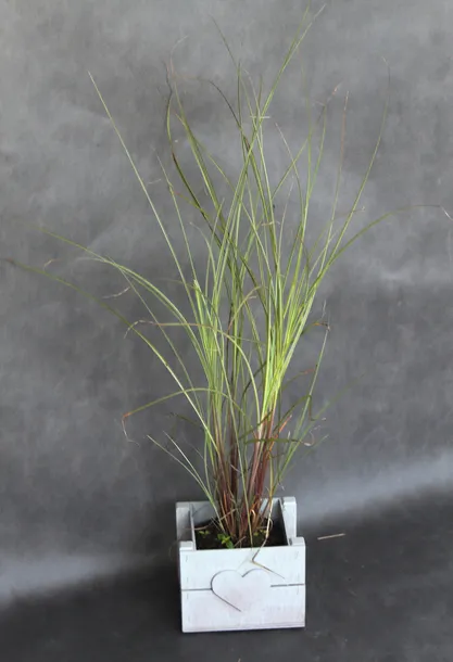 miskant-chinski-morning-light-miscanthus-sinensis-morning-light-producent-inna