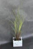 miskant-chinski-morning-light-miscanthus-sinensis-morning-light-producent-inna