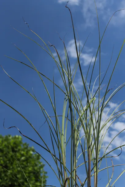 miskant-chinski-morning-light-miscanthus-sinensis-morning-light-nazwa-lacinska-miscanthus-sinensis