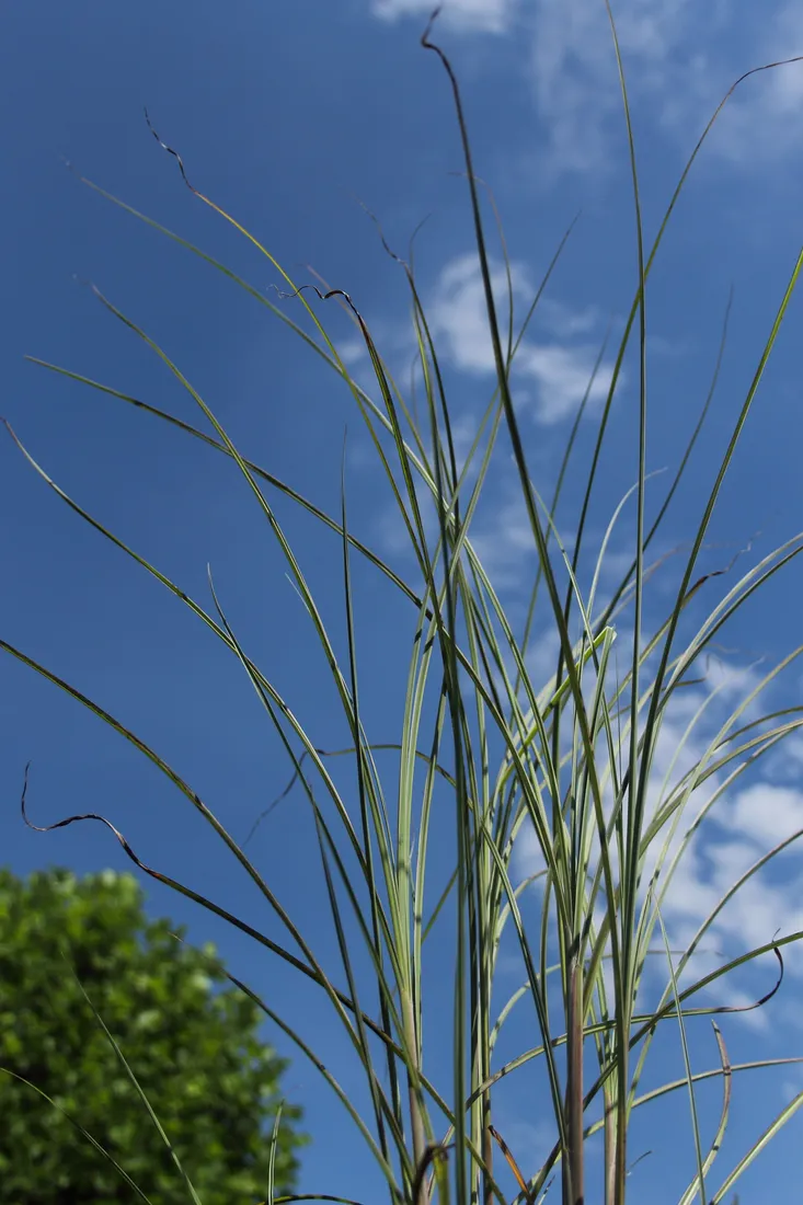 miskant-chinski-morning-light-miscanthus-sinensis-morning-light-rodzaj-rosliny-inny