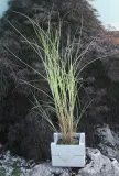 miskant-chinski-morning-light-miscanthus-sinensis-morning-light-produkt-wprowadzony-do-obrotu-na-terenie-ue-przed-13-12-2024-tak