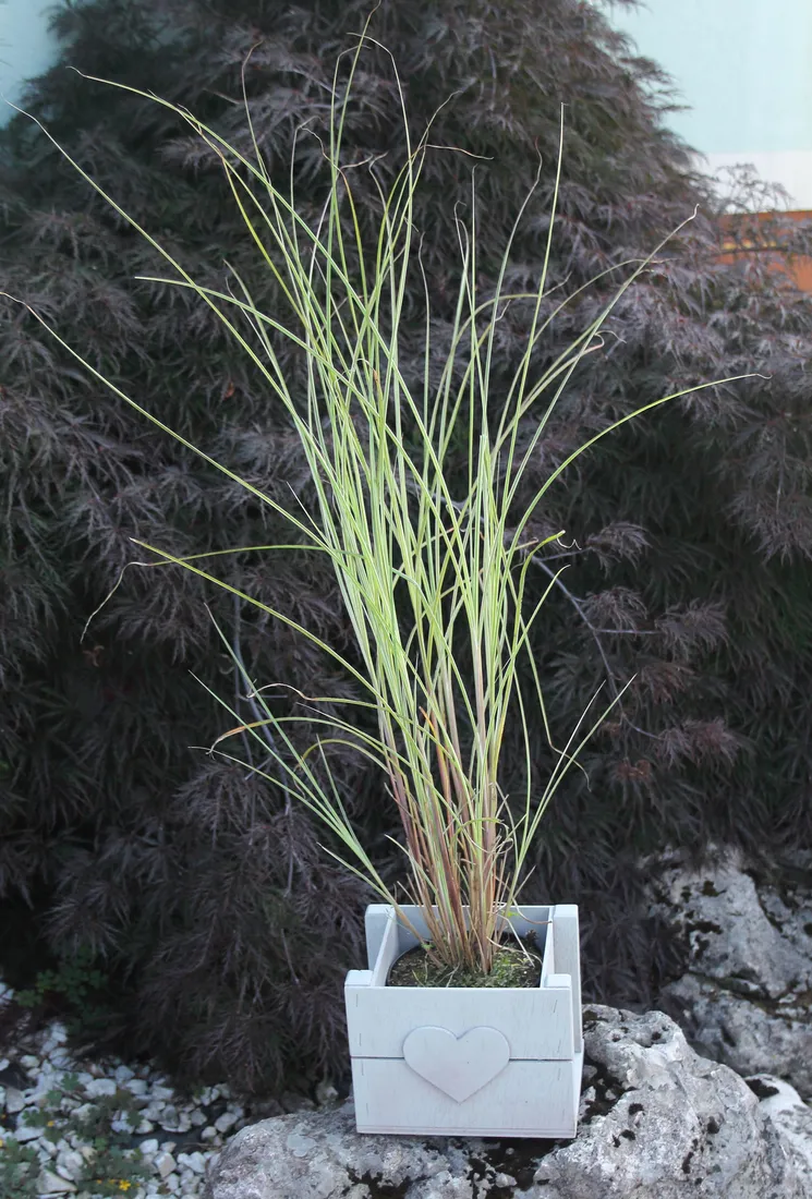 miskant-chinski-morning-light-miscanthus-sinensis-morning-light-rodzaj-rosliny-inny