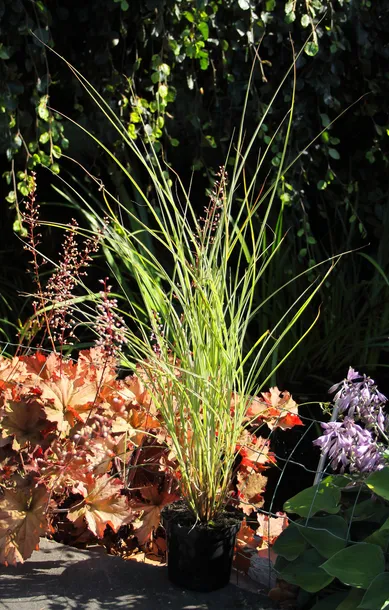 miskant-chinski-morning-light-miscanthus-sinensis-morning-light-rodzaj-rosliny-inny-kod-produktu-5907803494119