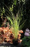 miskant-chinski-morning-light-miscanthus-sinensis-morning-light-rodzaj-rosliny-inny-kod-produktu-5907803494119