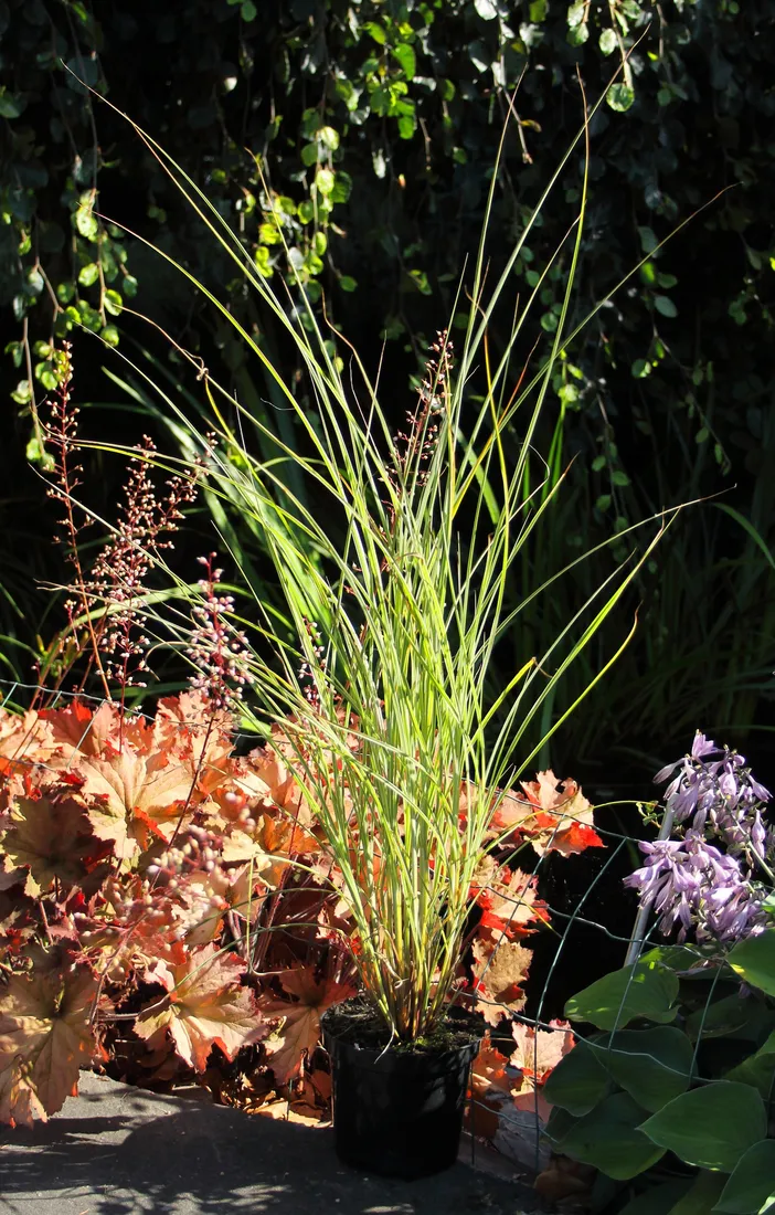 miskant-chinski-morning-light-miscanthus-sinensis-morning-light